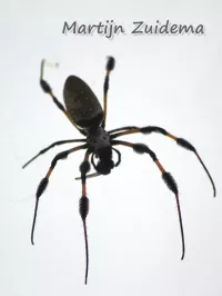 [Trichonephila clavipes]